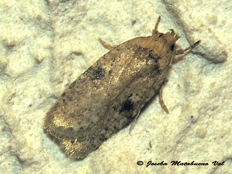 Agonopterix sp, cfr, propinquella - Elachistidae